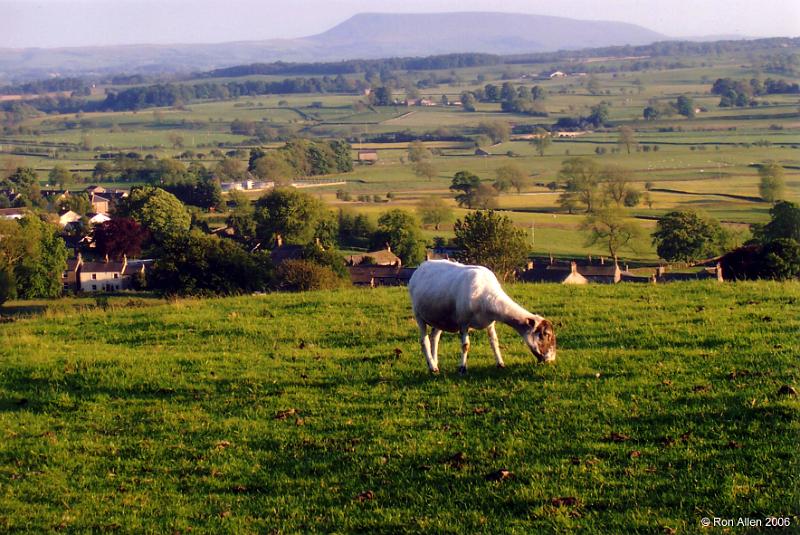 Sheep-and-Pendle.jpg - "Pendle Hill"   -  by Ron Allen. Long Preston village with Pendle Hill in the background..